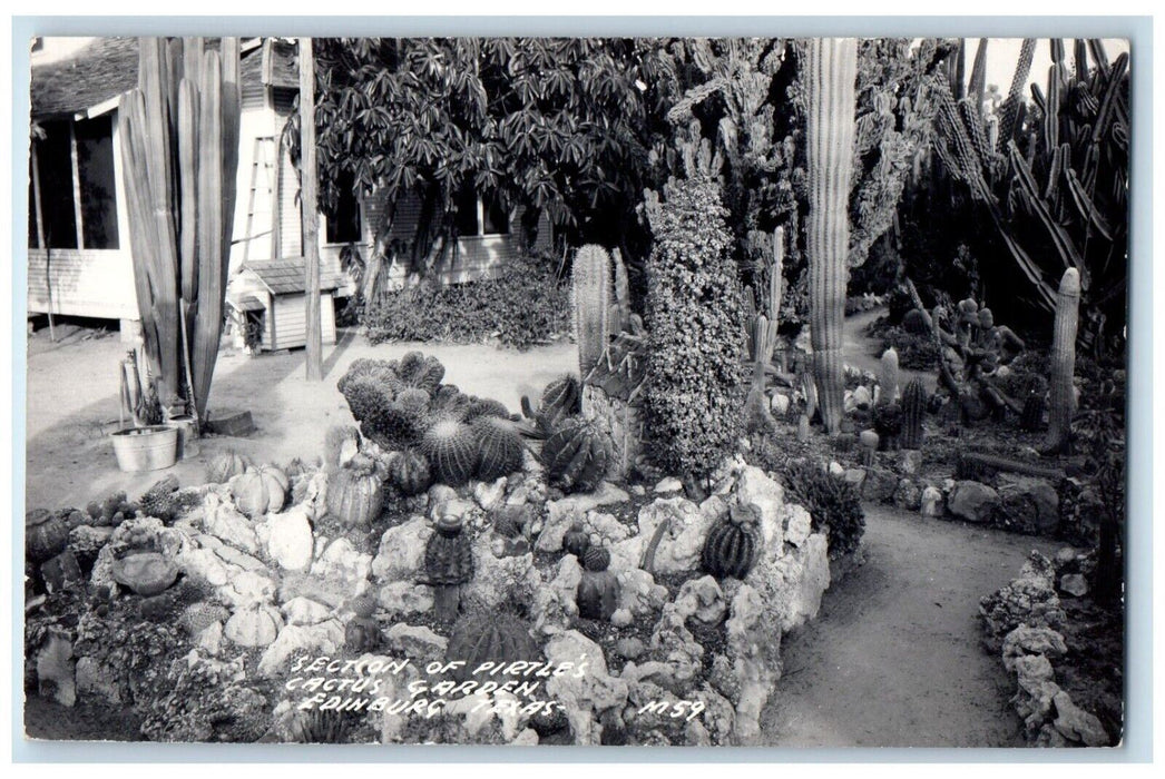 Edinburg Texas TX, Section Of Pirtle's Cactus Garden Vintage RPPC Photo Postcard