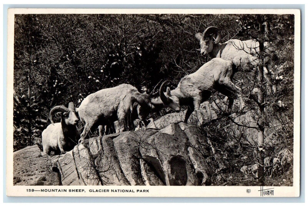 c1910's Mountain Sheep Glacier National Park Montana MT RPPC Photo Postcard