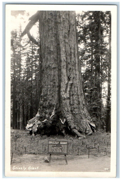 c1940's Grizzly Giant Yosemite National Park Sequioa Tree RPPC Photo Postcard