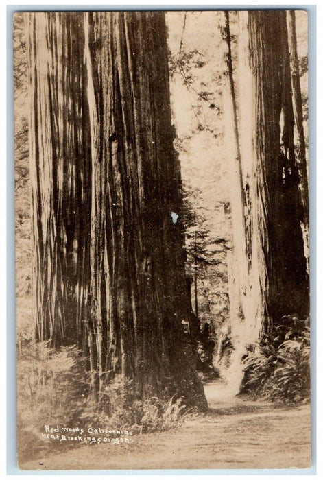 c1910's Red Woods California Near Brooking Oregon OR Antique RPPC Photo Postcard