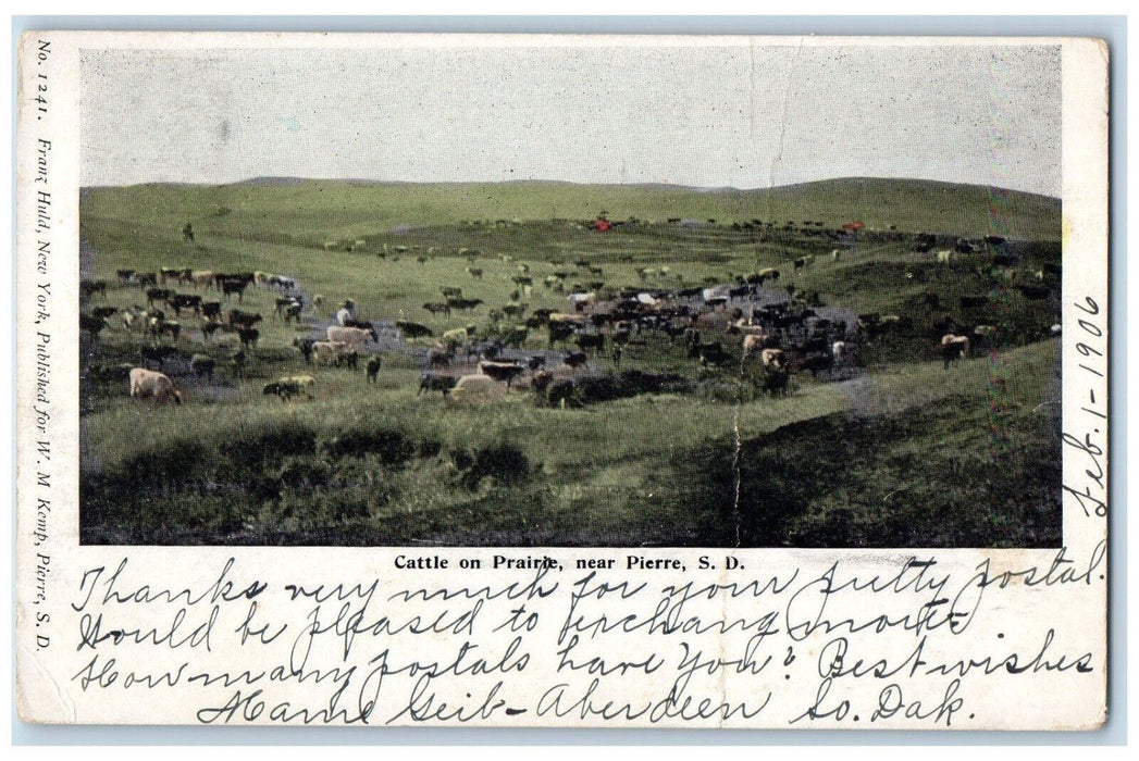 1906 Cattle on Prairie Near Pierre South Dakota SD Antique Posted Postcard