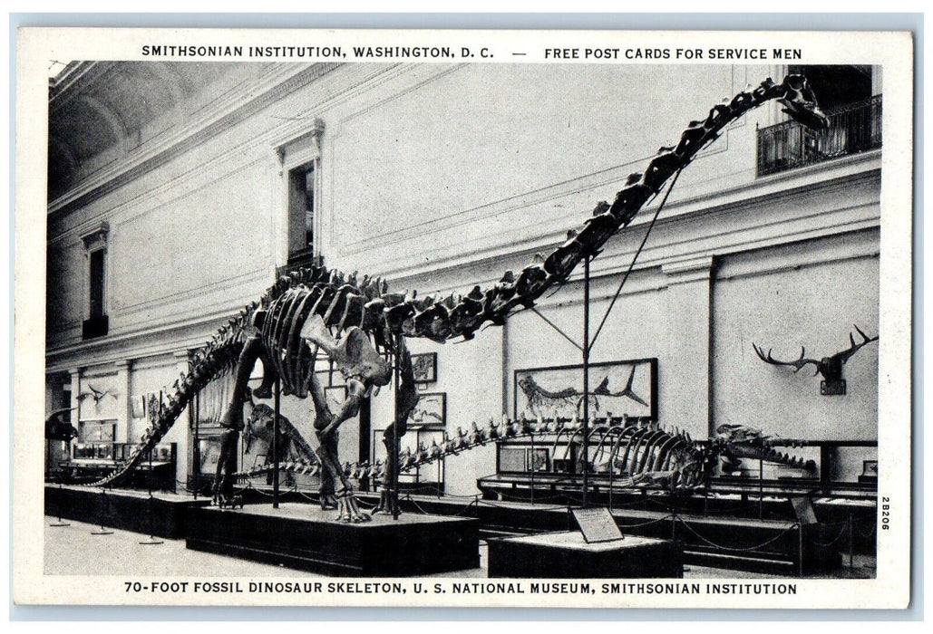 c1960's 70 Foot Fossil Dinosaur Smithsonian Institution Washington D.C. Postcard