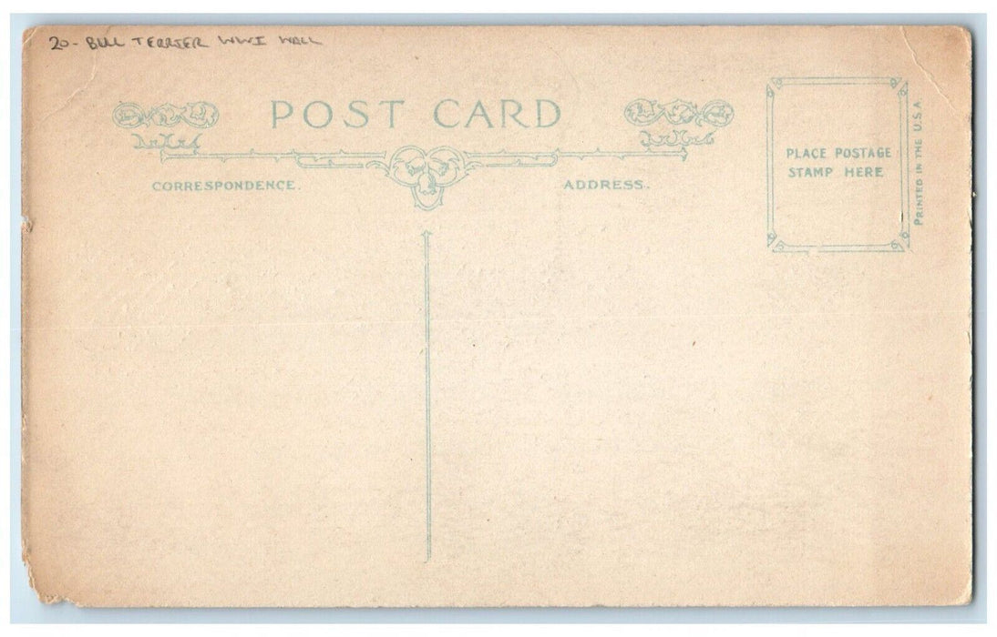 c1910's Bull Terrier Dog Red And Blue Bow WWI Wall Unposted Antique Postcard