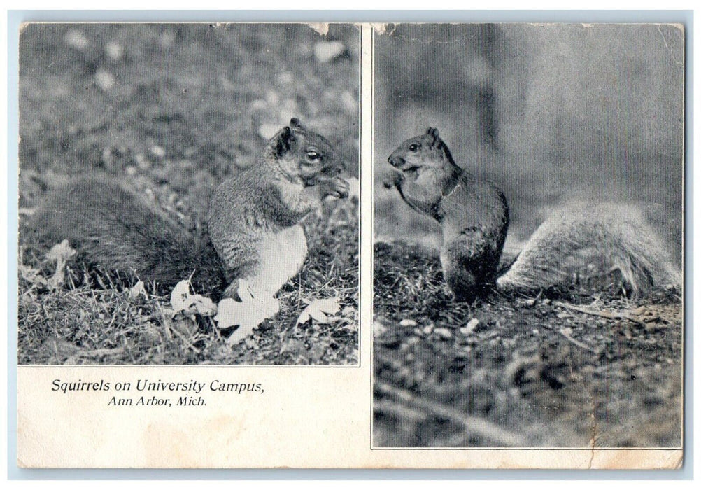 1908 Squirrels University Campus Dualview Animals Ann Arbor Michigan MI Postcard