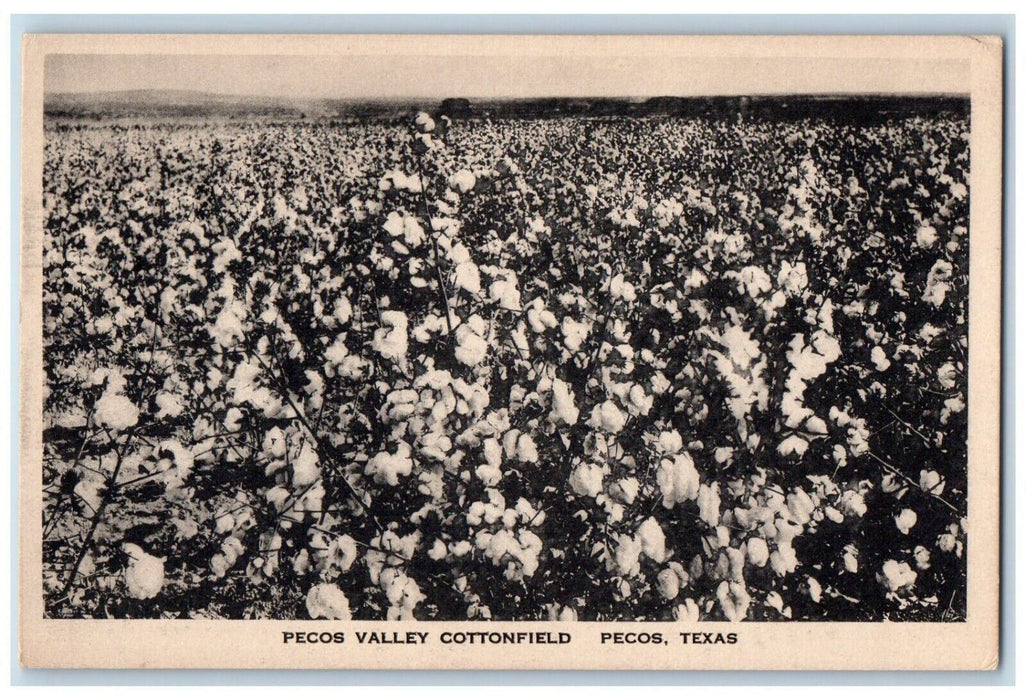 c1930's Pecos Valley Cottonfield Farm Pecos Texas TX Unposted Vintage Postcard
