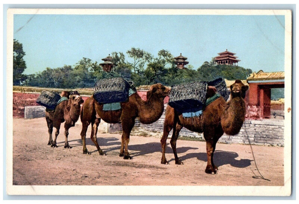 c1910's Camel With Basket Coal Hill Peking China Unposted Antique Postcard
