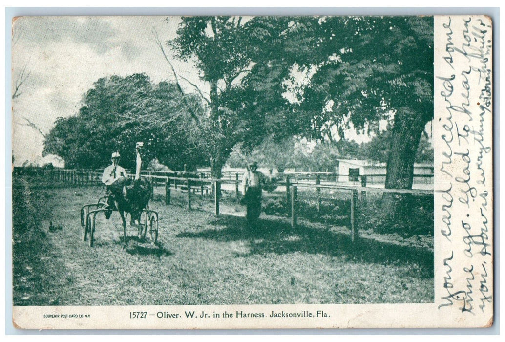 1909 Oliver W. Jr. In The Harness Ostrich Jacksonville Florida FL Postcard
