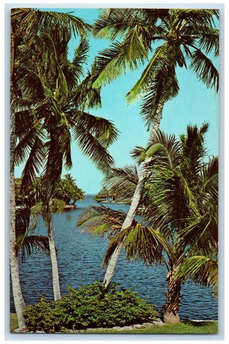 c1960 Whiskey Creek South City Tennessee Clay Pine Fort Myers Florida Postcard