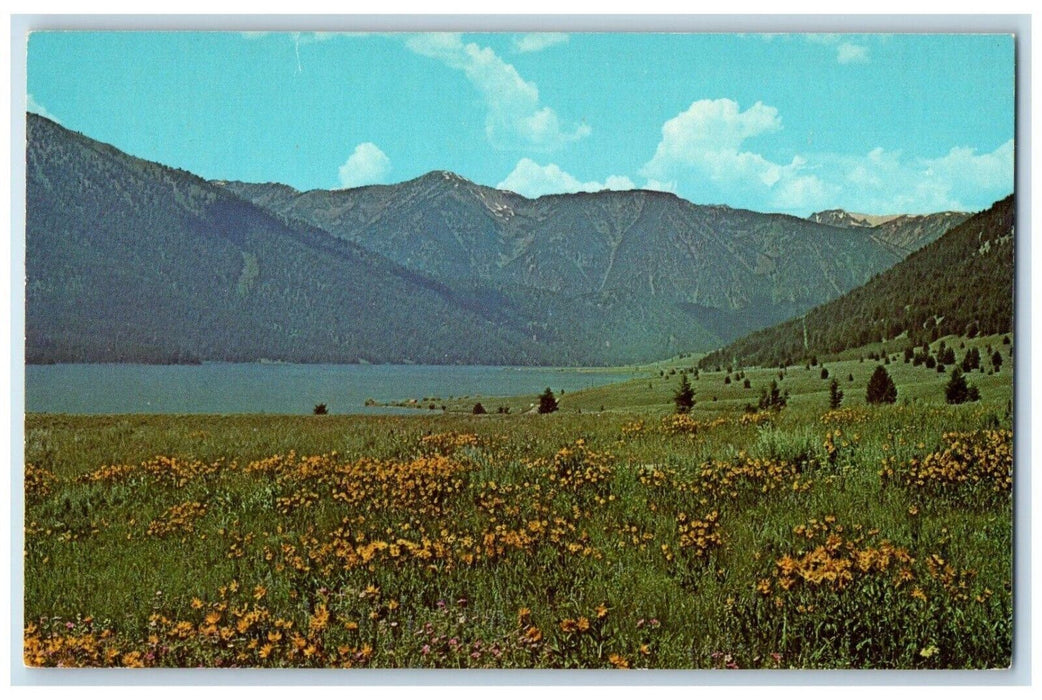 c1960 Hebgen Lake Big Earth Quake Yellow Flower Summer Montana Vintage Postcard