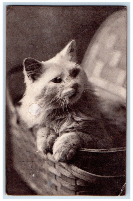 1909 Cat Kitten In Basket North Adams Massachusetts MA Posted Antique Postcard