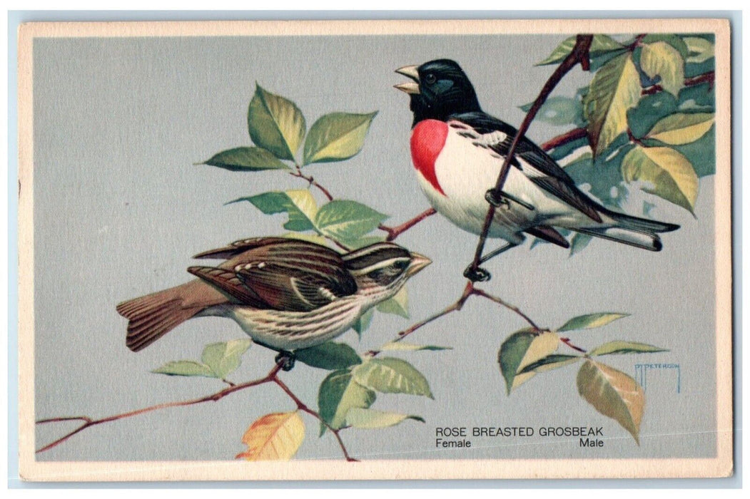 Rose Breasted Grosbeak Eastern Birds Wildlife Unposted Antique Postcard
