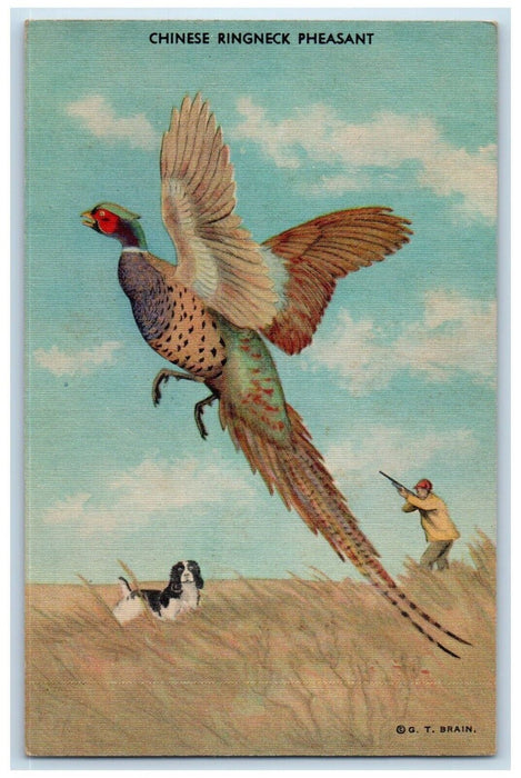 1948 Man Shooting Chinese Ringneck Pheasant Dog Conde South Dakota SD Postcard