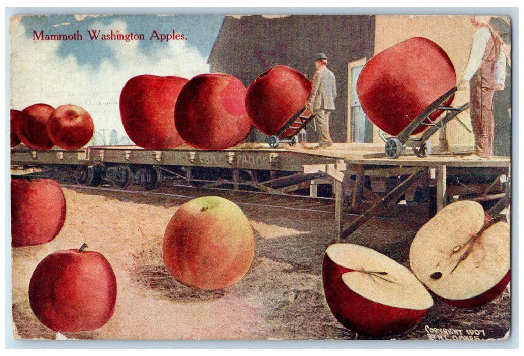 1910 Exaggerated Mammoth Washington Apples Seattle Washington WA Postcard