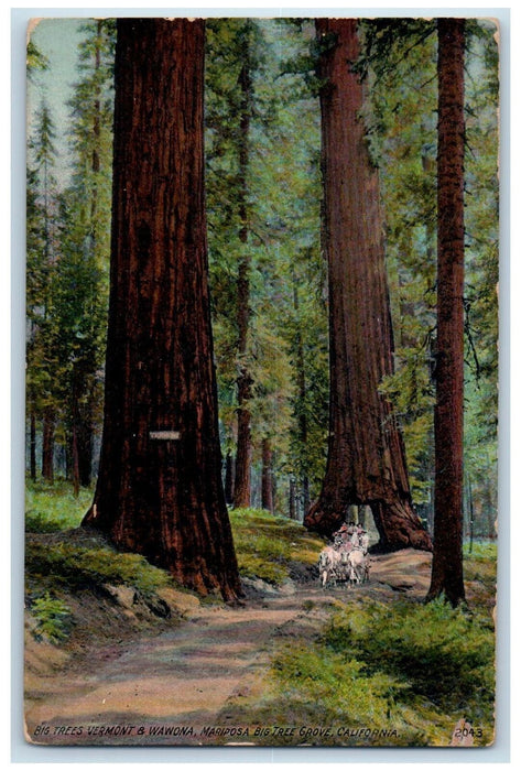 c1910s Big Trees Vermont & Wawona Mariposa Big Tree Grove California CA Postcard