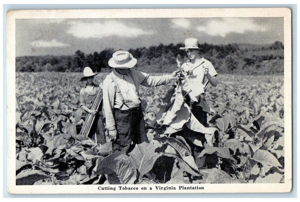 1948 Cutting Tobacco on a Virginia Plantation Paces Virginia VA Postcard