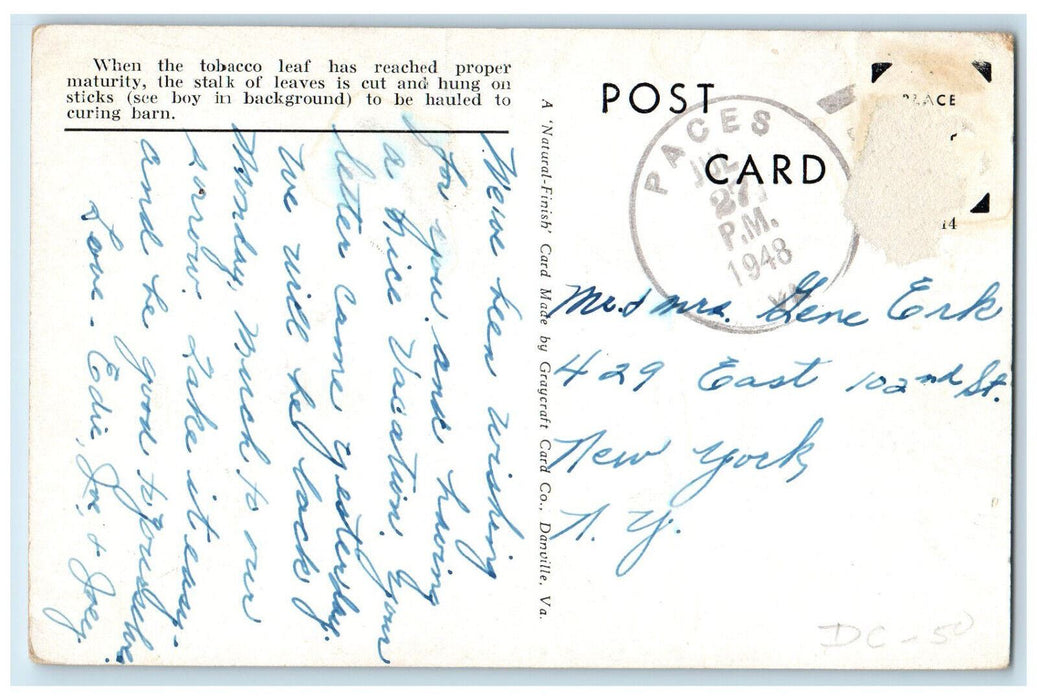 1948 Cutting Tobacco on a Virginia Plantation Paces Virginia VA Postcard