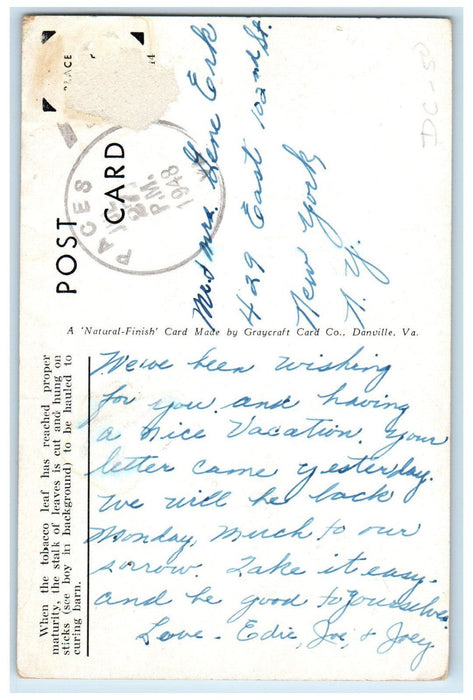 1948 Cutting Tobacco on a Virginia Plantation Paces Virginia VA Postcard