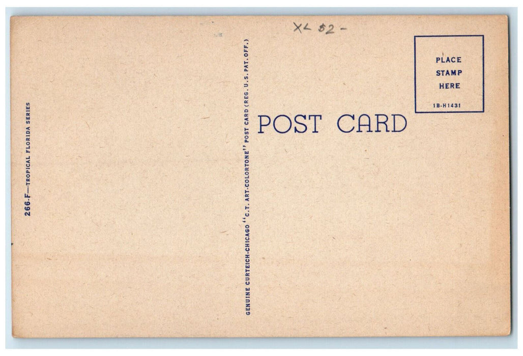 c1940's Kid Naked Dog,Wavy Beach Tree Southern Exposure Florida Antique Postcard