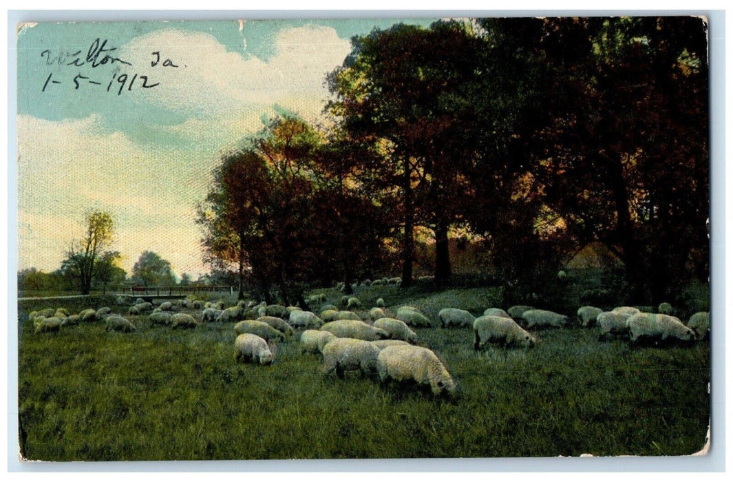 1912 Sheep Herd Grass Field Trees Wilton Junction Iowa Vintage Antique Postcard