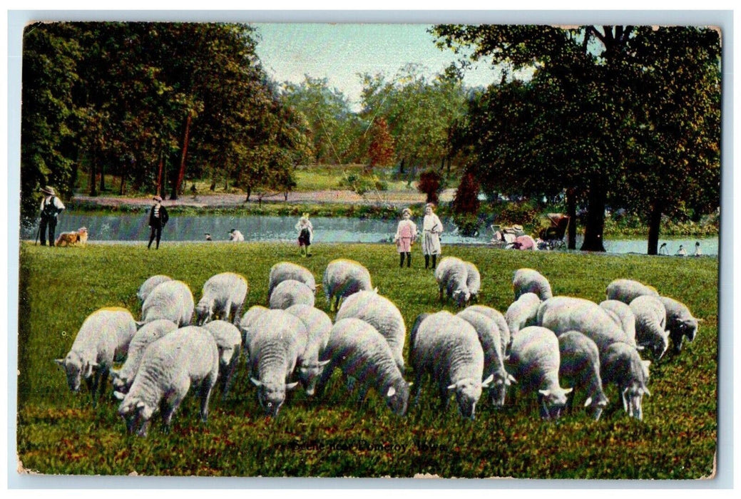 1910 Sheep Herd Flock Grass Field Shepherd Pomeroy Iowa Vintage Antique Postcard