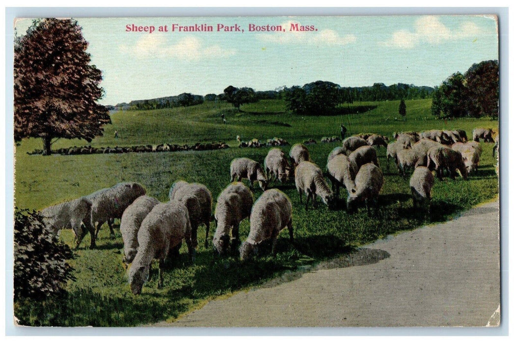 c1910 Sheep Franklin Park Grass Field Boston Massachusetts MA Vintage Postcard