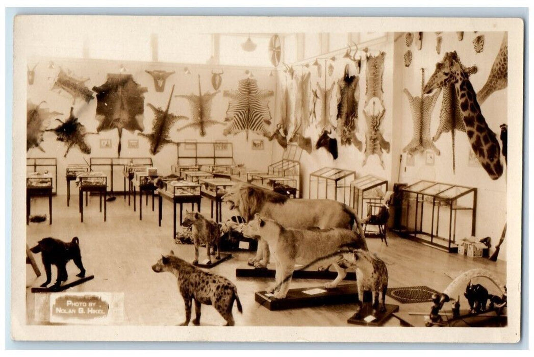 c1920 Morse Museum Taxidermy Lion Giraffe Hyena Warren NH RPPC Photo Postcard
