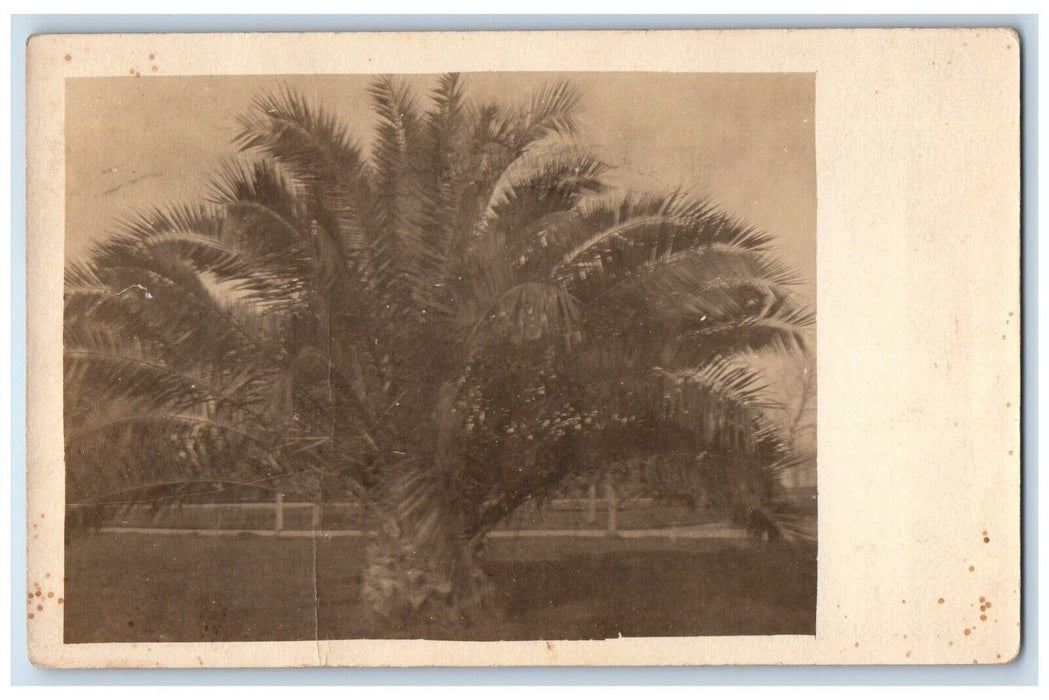 1918 Palm Tree Mother Death Announcement Medford Oregon OR RPPC Photo Postcard