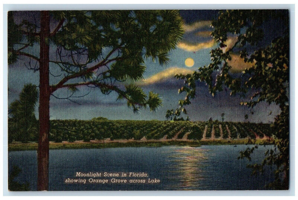 1954 Moonlight Scene Florida Orange Grove Across Lake Night Sarasota FL Postcard