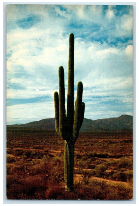 Saguaro Giant Cactus In Desert Phoenix Arizona AZ Unposted Vintage Postcard