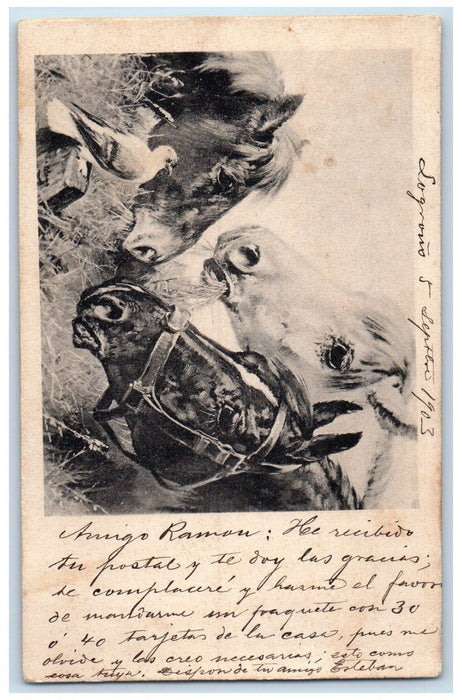 1903 Horses Head Easting Grass Bird Spain Posted Antique Postcard