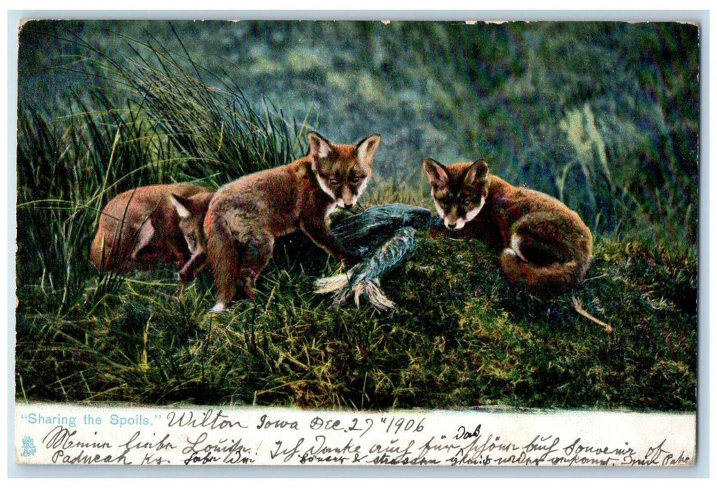 1906 Sharing The Spoils Animals Tuck's Wilton Junction Iowa IA Antique Postcard