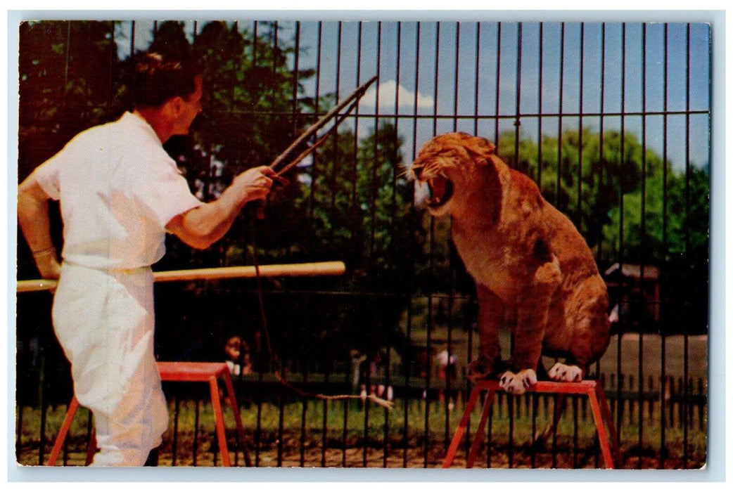 c1950's Benson Wild Animal Farm Lion Hudson Center New Hampshire NH Postcard