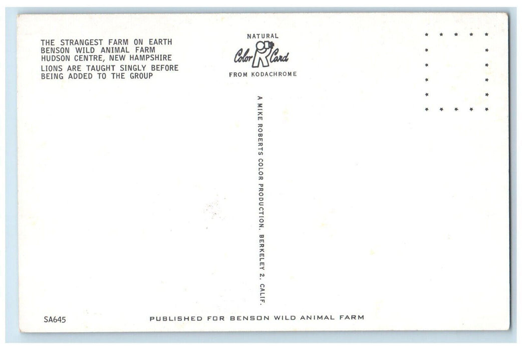 c1950's Benson Wild Animal Farm Lion Hudson Center New Hampshire NH Postcard