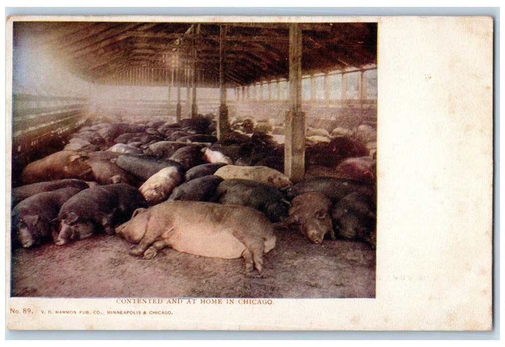 c1905's Contented And At Home Hogs Barn In Chicago Illinois IL Unposted Postcard