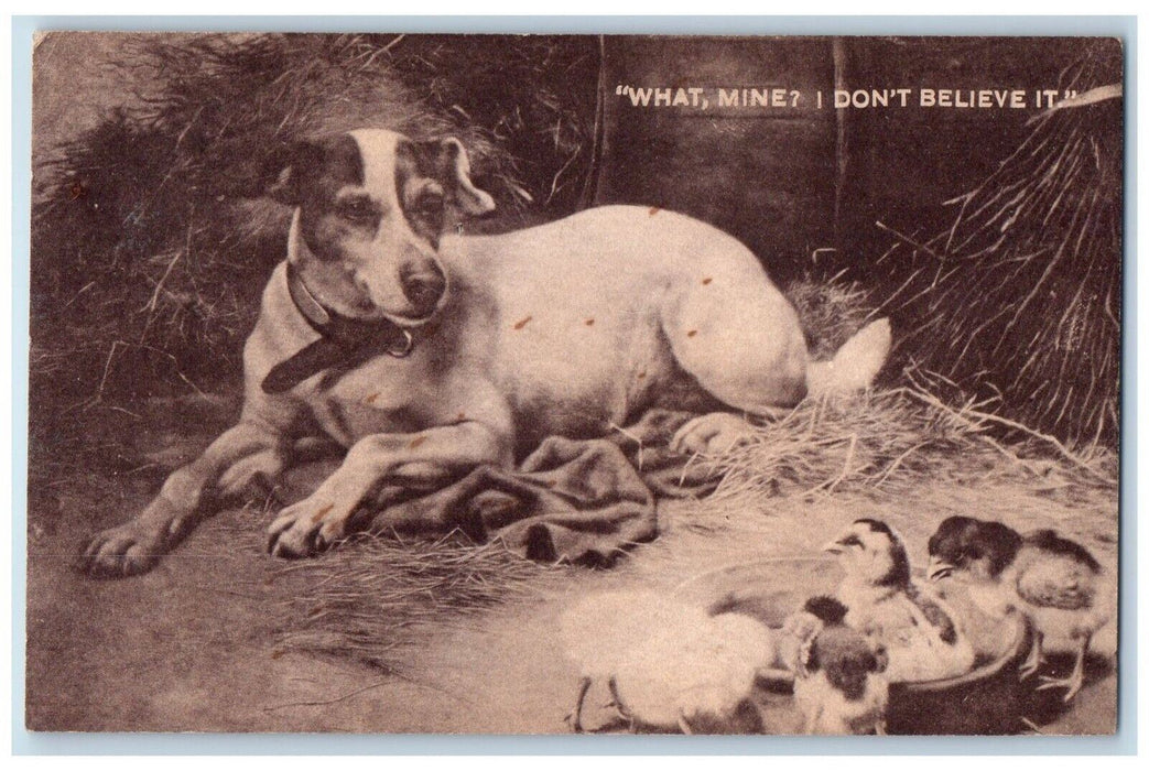 1908 Terrier Dog With Chicks Ruthton Minnesota MN Posted Antique Postcard