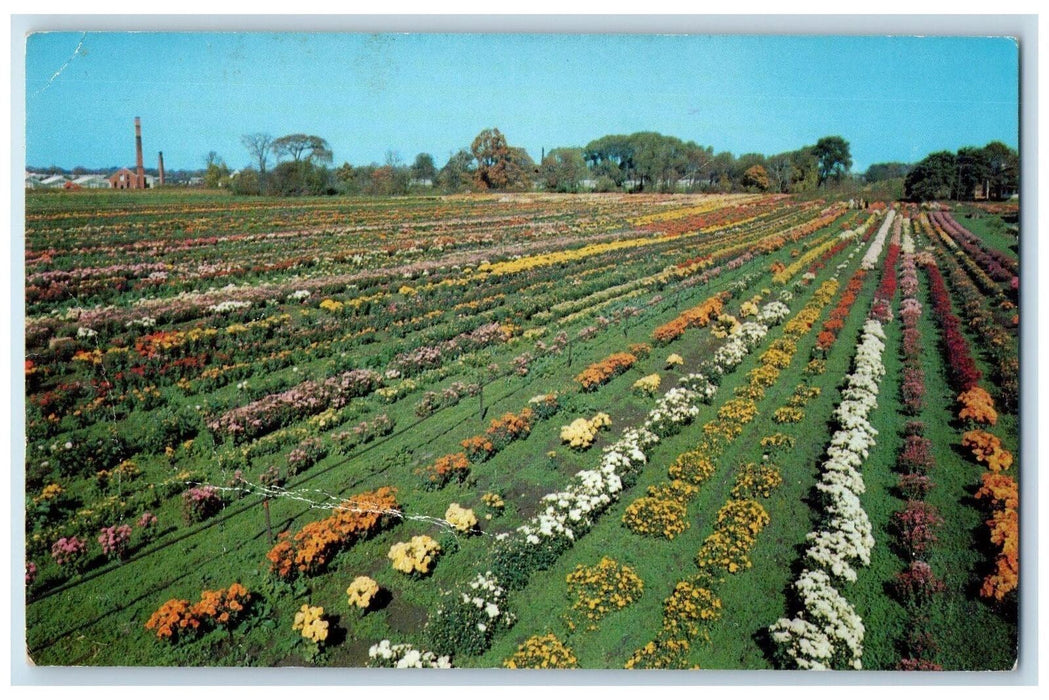 1959 Ladygo Chrysanthemums Cleveland Ohio OH, Farmland Flower Scene Postcard