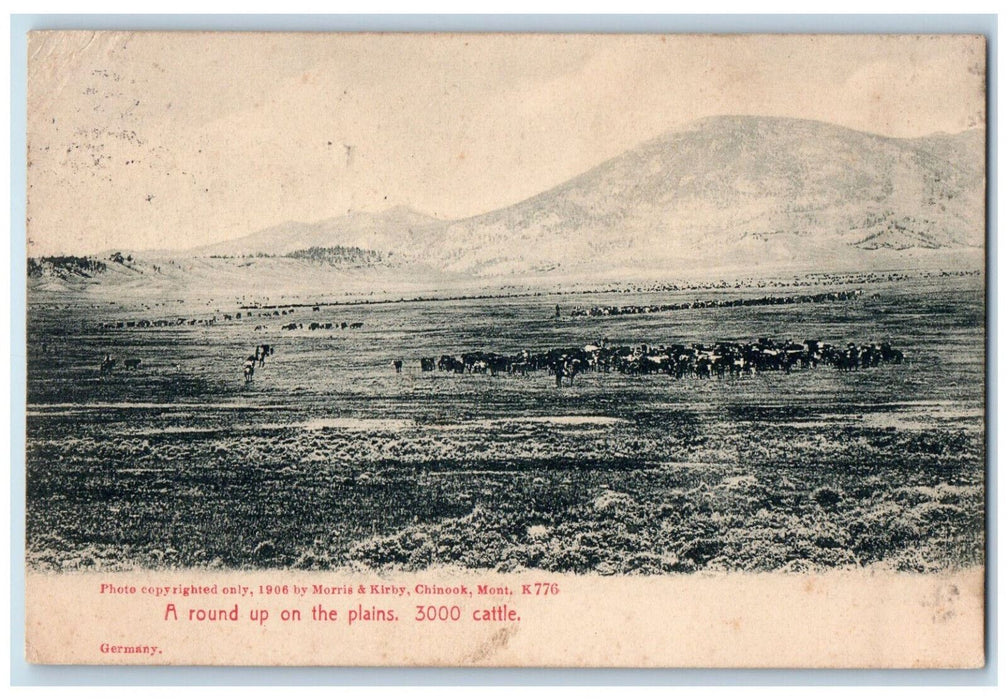 1906 A Round Up On Plains 3000 Cattle Scene Chinook Havre Montana MT Postcard