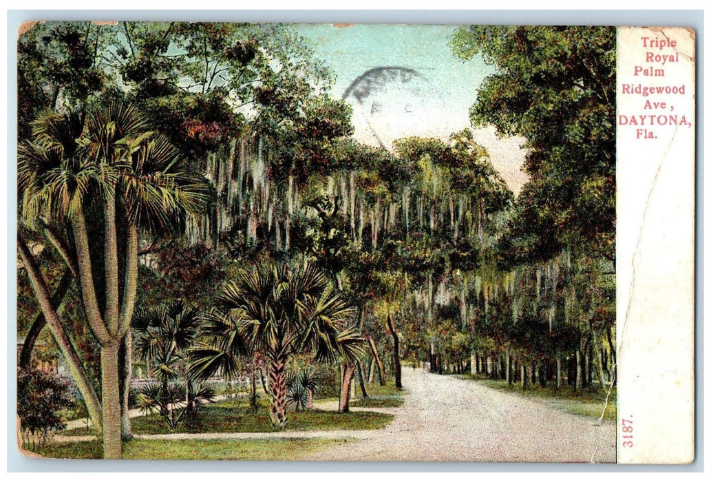 1911 Triple Royal Palm Ridgewood Avenue Tree-lined Daytona Florida FL Postcard