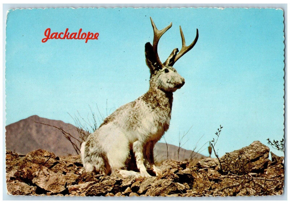 c1950's Wild Jackalope Antelabbit Exaggerated Humor Unposted Vintage Postcard