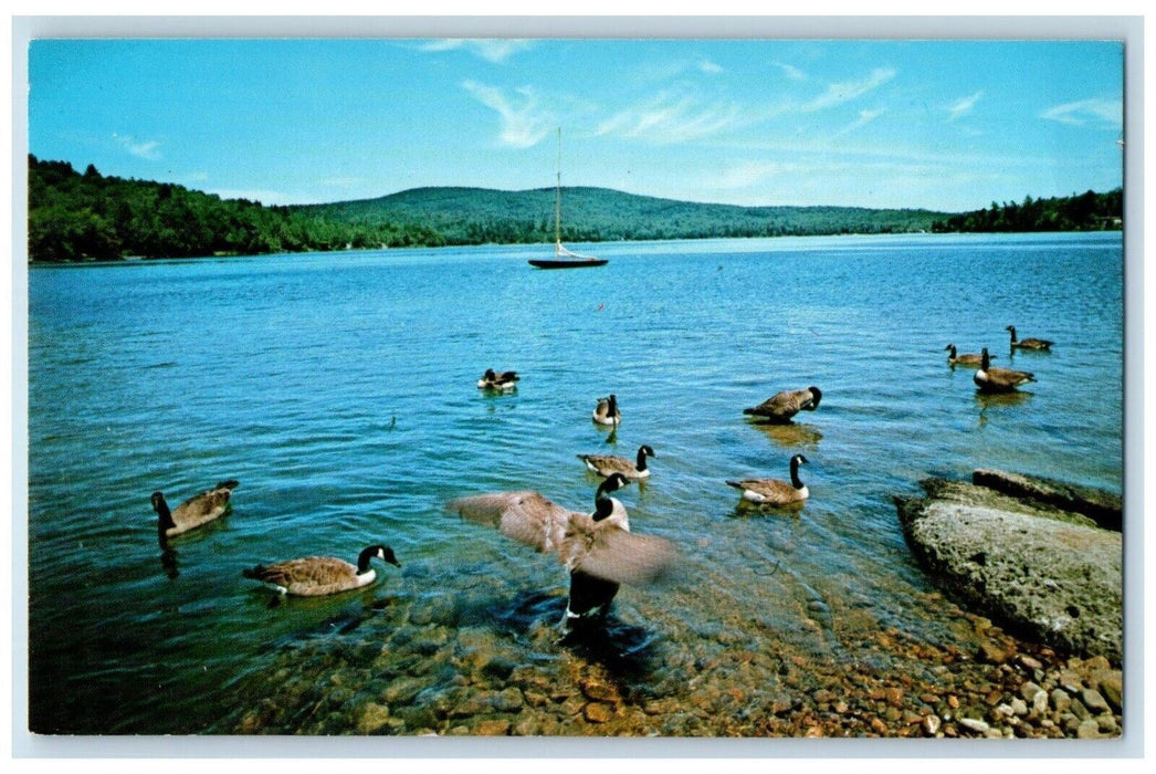 c1950's Canadian Geese Birds Granite Lake New Hampshire NH Vintage Postcard