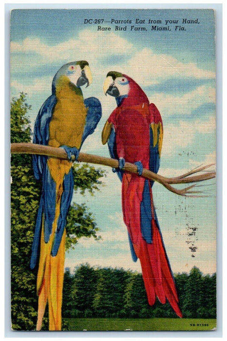 c1940s Parrots Eat from your Hand 1952 Rare Bird Farm, Miami Florida FL Postcard