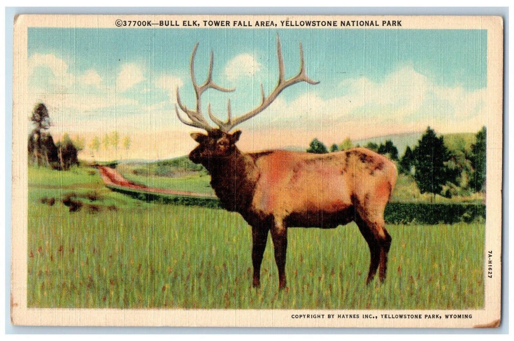 1942 Bull Elk Tower Fall Area Yellowstone National Park Wyoming WY Postcard