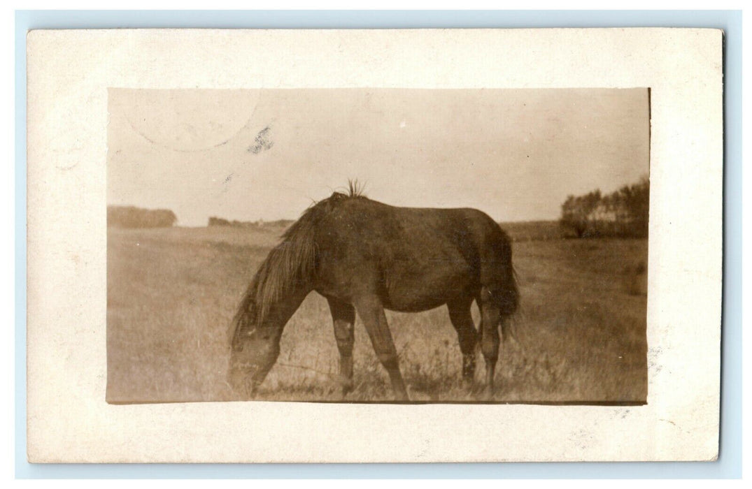 1909 Davenport Iowa IA Our Colt Horse Amateur RPPC Photo Antique Postcard