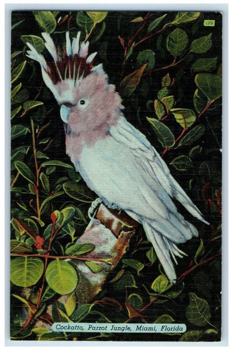 c1940's Topsy Leadbeater Cockatoo Parrot Jungle Miami, Florida FL Postcard