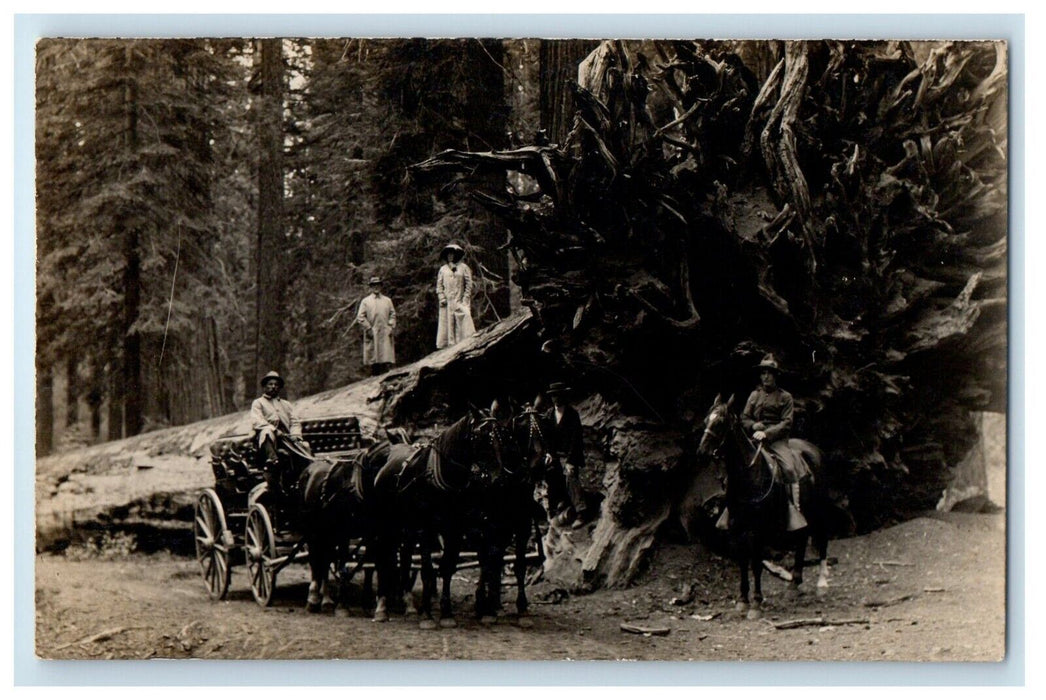 c1910 Fallen Monarch Sequoia Yosemite National Park Wagon RPPC Photo Postcard