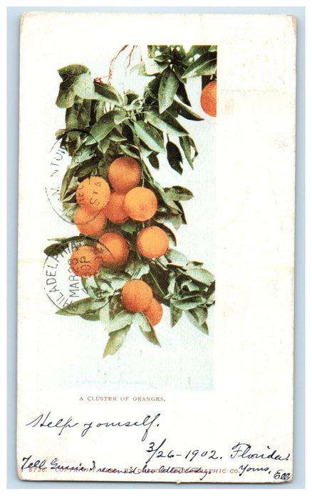 1902 A Cluster of Oranges, Saint Augustine FL Detroit Photographic Co. Postcard