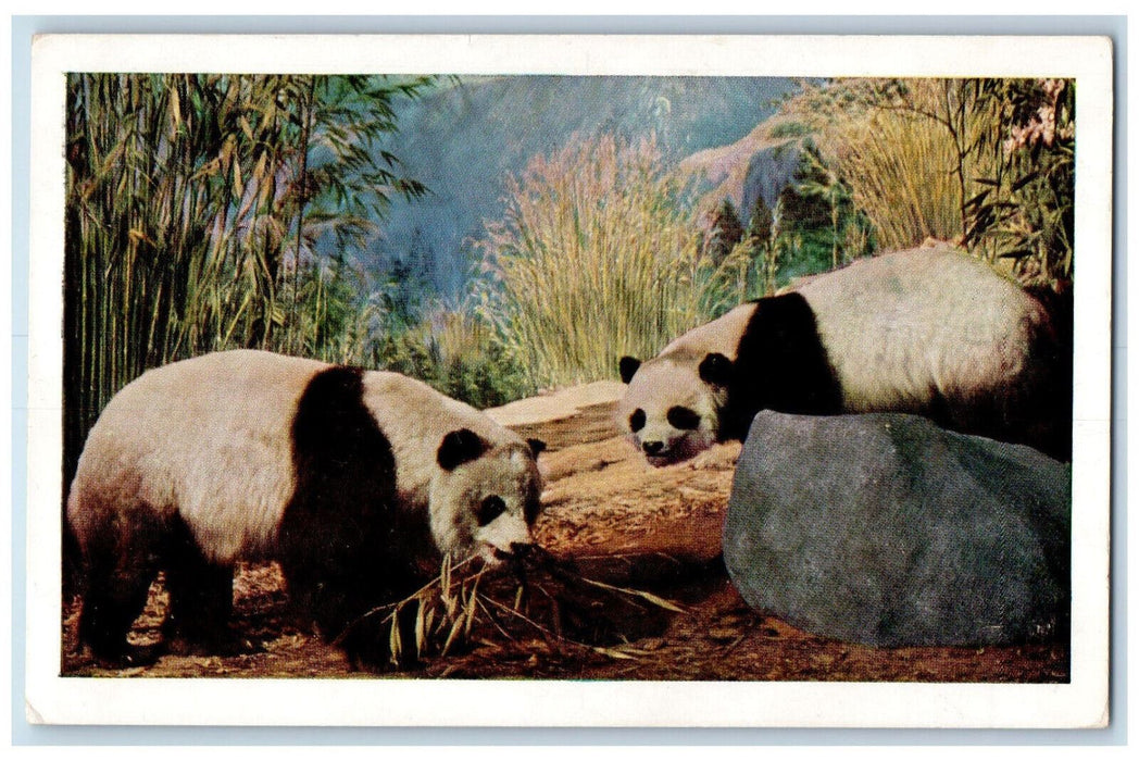 c1920's Giant Panda at Chicago Natural History Museum, Illinois IL Postcard