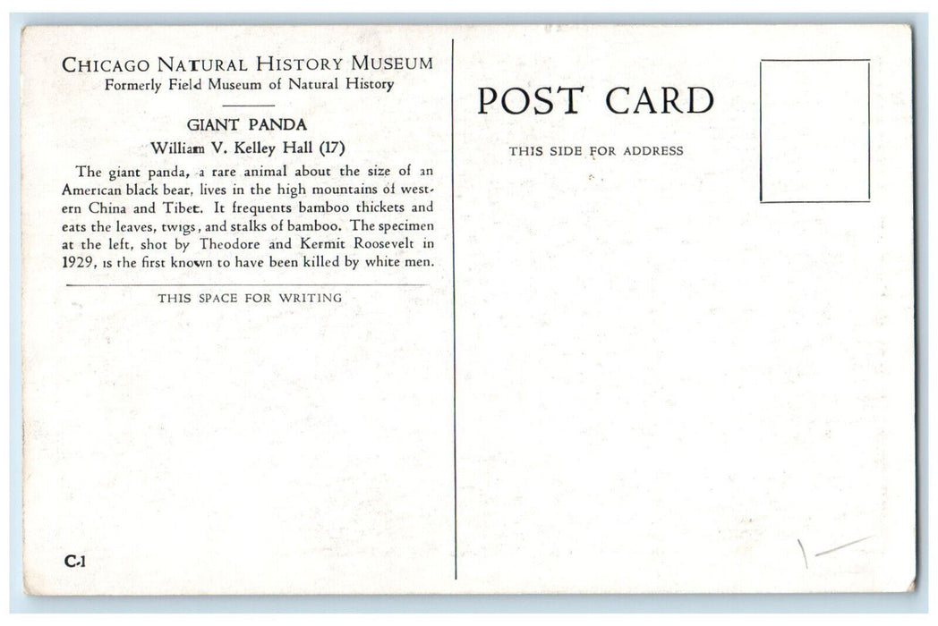 c1920's Giant Panda at Chicago Natural History Museum, Illinois IL Postcard