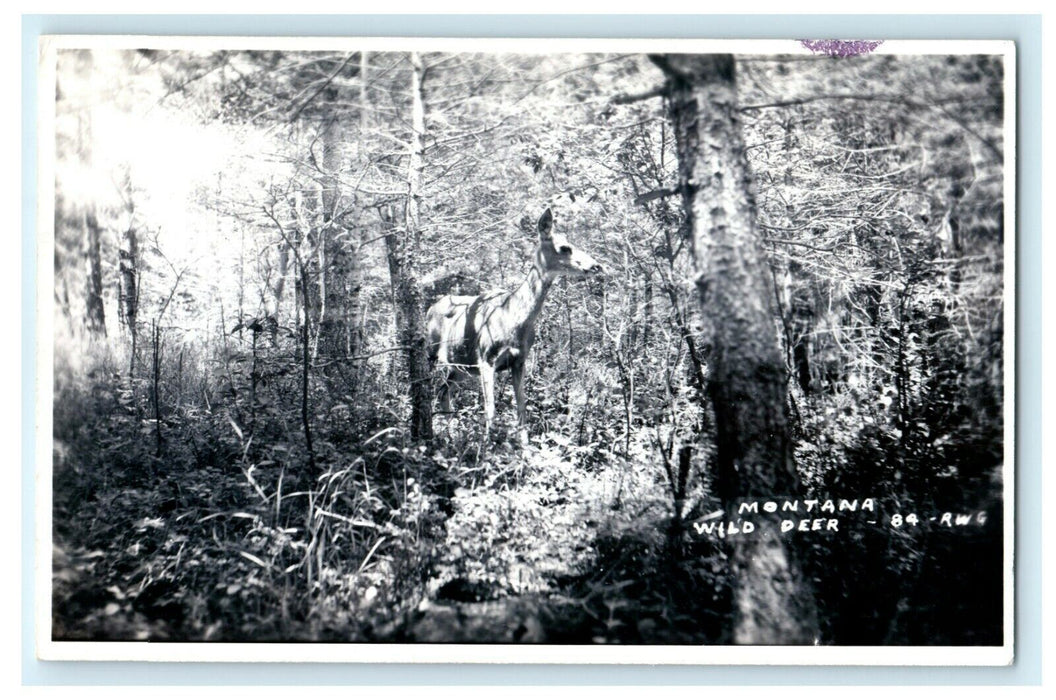 c1930's Wild Deer of Montana MT Vintage RPPC Photo Postcard