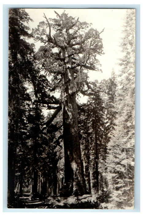 c1910's Grizzly Giant Tree Seqouia Massachusetts MA RPPC Photo Postcard